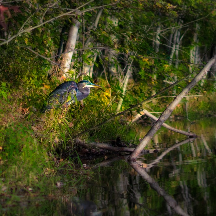 behold the heron twitching at every ripple probably the behold the heron twitching at every ripple probably the
