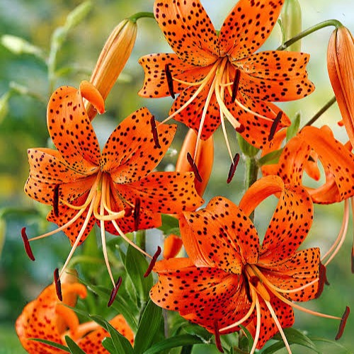 Crown of Tiger Lilies | friedchicken | Commaful