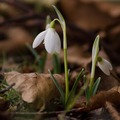 dyingsnowdrop