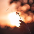 dandelionwriter