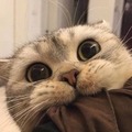 windowsillcat