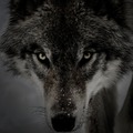wolf2491