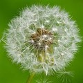 dandelion25