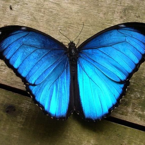 bluebutterflies