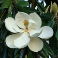 magnolia_