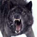 blackwolf