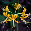 spider_lilies