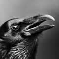 sonder_corvid