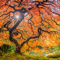 maple_tree