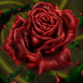 thorns_in_roses