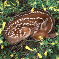 sleepy_deer