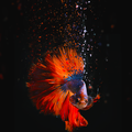 ahawk