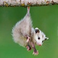 opossumgod
