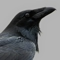 just_a_crow