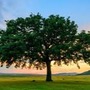 The Tree of Peace peace stories