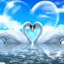 Heart of White swan stories
