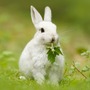 White Rabbit  rabbit stories