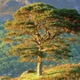 Title: Scots Pine


 tree stories