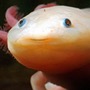 Axolotl pics + Gifs! species stories