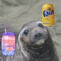 If you give a seal a soda  soda stories