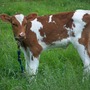 Sassy British Cow cow stories