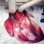 Anatomy Of My Heart heart stories