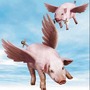 When Pigs Fly  pig stories