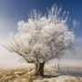 The White Tree memory stories