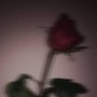 Dead Roses feelings stories