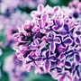 a purple renewal flower power stories