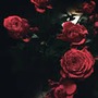 Blood (Roses)  rose stories