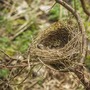 leaving the nest nest stories