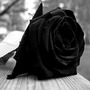 Black Roses roses's art stories