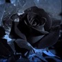 black roses _randomstories stories