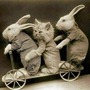 The Bunny, The Cat & The Bunny circus stories