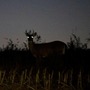 






               Nightly Commute  deer stories
